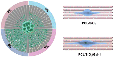 Graphical abstract: Promoting neurite outgrowth and neural stem cell migration using aligned nanofibers decorated with protrusions and galectin-1 coating