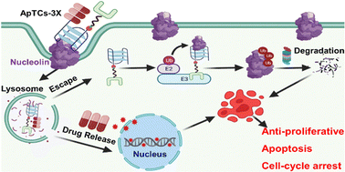 Graphical abstract: A cocktail therapeutic strategy based on clofarabine-containing aptamer-PROTAC for enhanced cancer therapy