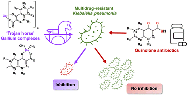 Graphical abstract: Gallium reactivates first and second generation quinolone antibiotics towards drug-resistant Klebsiella pneumoniae