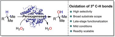 Graphical abstract: H2O2-driven enzymatic oxyfunctionalization of tertiary C–H bonds