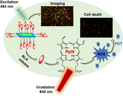 Graphical abstract: Aqueous colloidal nanoplatelets for imaging and improved ALA-based photodynamic therapy of prostate cancer cells