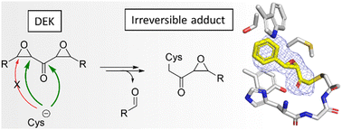 Graphical abstract: αβ,α′β′-Diepoxyketones are mechanism-based inhibitors of nucleophilic cysteine enzymes