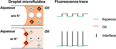 Graphical abstract: Ion-modulated interfacial fluorescence in droplet microfluidics using an ionophore-doped oil