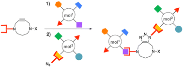 Graphical abstract: Development of DACN-NHS-ester and DACN-maleimide, and their application for the synthesis of artificial hybrid biomolecules