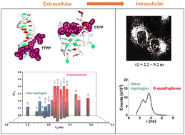 Graphical abstract: Detection and tracking of cytoplasmic G-quadruplexes in live cells
