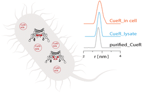 Graphical abstract: An in-cell spin-labelling methodology provides structural information on cytoplasmic proteins in bacteria