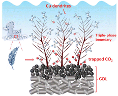 Graphical abstract: Chlorine-mediated electrodeposition of hierarchical and hydrophobic copper electrocatalysts for efficient CO2 electroreduction to ethylene