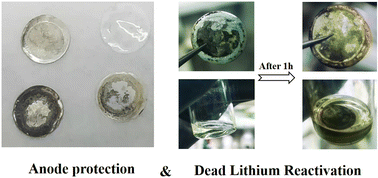 Graphical abstract: Dendrite inhibited and dead lithium activated dual-function additive for lithium metal batteries