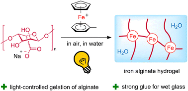 Graphical abstract: Photochemically induced formation of adhesive hydrogels from sodium alginate, acrylamide, and iron sandwich complexes