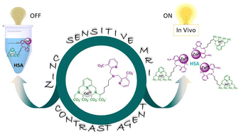 Graphical abstract: Zinc-sensitive MRI contrast agents: importance of local probe accumulation in zinc-rich tissues