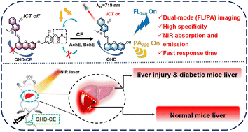 Graphical abstract: Design of a near-infrared fluoro-photoacoustic probe for rapid imaging of carboxylesterase in liver injury