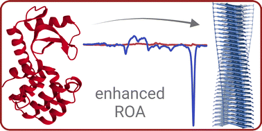 Graphical abstract: Exceptionally enhanced Raman optical activity (ROA) of amyloid fibrils and their prefibrillar states