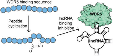 Graphical abstract: Macrocyclic peptides as inhibitors of WDR5–lncRNA interactions