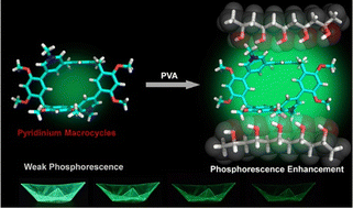 Graphical abstract: Phosphorescence enhancement of pyridinium macrocycles by poly(vinylalcohol)