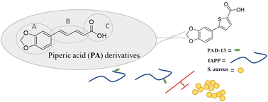 Graphical abstract: Piperic acid derivative as a molecular modulator to accelerate the IAPP aggregation process and alter its antimicrobial activity