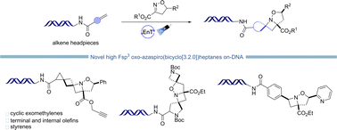 Graphical abstract: Diversifying chemical space of DNA-encoded libraries: synthesis of 2-oxa-1-azaspiro(bicyclo[3.2.0])heptanes on-DNA via visible light-mediated energy transfer catalysis