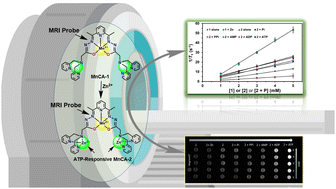 Graphical abstract: ATP-responsive Mn(ii)-based T1 contrast agent for MRI