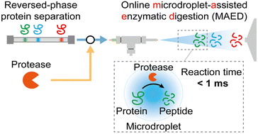 Graphical abstract: Real-time bottom-up characterization of protein mixtures enabled by online microdroplet-assisted enzymatic digestion (MAED)