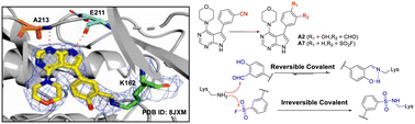 Graphical abstract: Multitarget inhibitors/probes that target LRRK2 and AURORA A kinases noncovalently and covalently