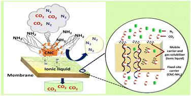 Graphical abstract: A Gemini basic ionic liquid and functionalized cellulose nanocrystal-based mixed matrix membrane for CO2/N2 separation