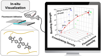 Graphical abstract: Reversible fluorescent adhesives based on covalent adaptable networks with dynamic AIE crosslinking: in situ visualization of adhesion capability