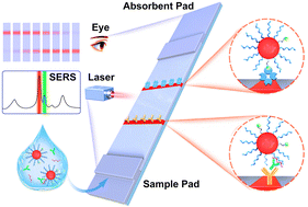 Graphical abstract: An immunoassay-like recognition mechanism-based lateral flow strategy for rapid microRNA analysis