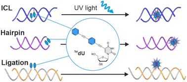 Graphical abstract: A tolane-modified 5-ethynyluridine as a universal and fluorogenic photochemical DNA crosslinker
