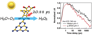 Graphical abstract: Ultrafast charge transfer in metal-free H2O2 photoproduction by anhydride modified g-C3N4