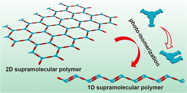 Graphical abstract: Topological transformation across different dimensions of supramolecular polymer via photo-isomerization