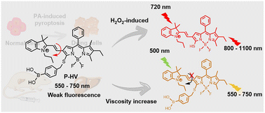 Graphical abstract: A BODIPY-based fluorescent probe for simultaneous detection of H2O2 and viscosity during the pyroptosis process