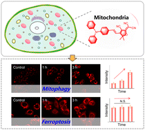 Graphical abstract: A mitochondria-targeted far-red AIE fluorescent probe for distinguishing between mitophagy and ferroptosis in cancer cells