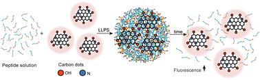 Graphical abstract: Modulating the optical properties of carbon dots by peptide condensates