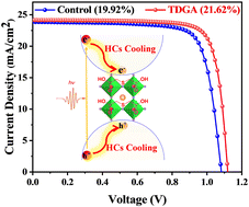 Graphical abstract: Additive effect on hot carrier cooling in a hybrid perovskite