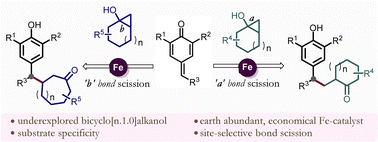 Graphical abstract: Site-selective ring opening of bicyclo[n.1.0]alkanols: an Fe(ii)-catalyzed 1,6-conjugate addition to p-quinone methides