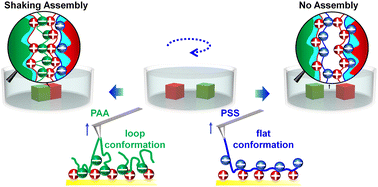 Graphical abstract: Polyelectrolyte chain conformation matters in macroscopic supramolecular self-assembly