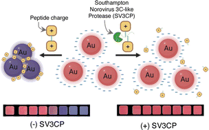 Graphical abstract: Valence-driven colorimetric detection of norovirus protease via peptide-AuNP interactions