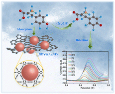 Graphical abstract: Graphdiyne chelated AuNPs for ultrasensitive electrochemical detection of tyrosine