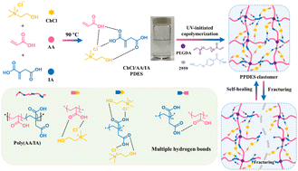 Graphical abstract: Unexpected mechanically robust ionic conductive elastomer constructed from an itaconic acid-involved polymerizable DES