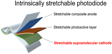 Graphical abstract: Supramolecular interface decoration on a polymer conductor for an intrinsically stretchable near-infrared photodiode