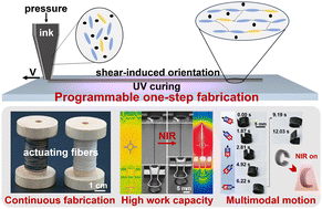 Graphical abstract: Multimode opto-magnetic dual-responsive actuating fibers and fabrics programmed via direct ink writing