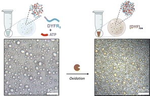 Graphical abstract: Localized and regulated peptide pigment formation inside liquid droplets through confined enzymatic oxidation