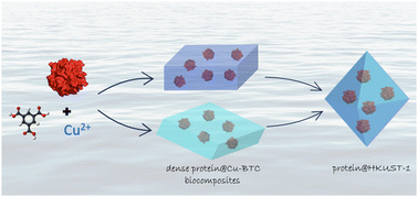 Graphical abstract: Alternative protein encapsulation with MOFs: overcoming the elusive mineralization of HKUST-1 in water