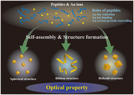 Graphical abstract: Shape control of Au nanostructures using peptides for biotechnological applications