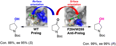 Graphical abstract: Regulating the stereoselectivity of medium-chain dehydrogenase/reductase by creating an additional active pocket accommodating prochiral heterocyclic ketones