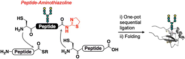 Graphical abstract: Convergent synthesis of proteins using peptide-aminothiazoline