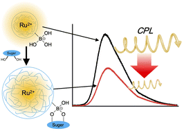 Graphical abstract: Modulation of circularly polarized luminescence by swelling of microgels functionalized with enantiopure [Ru(bpy)3]2+ luminophores