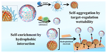 Graphical abstract: Design of target response wettability switchable core–shell–shell electrochemiluminescence nanoprobes for sensitive hyaluronidase detection