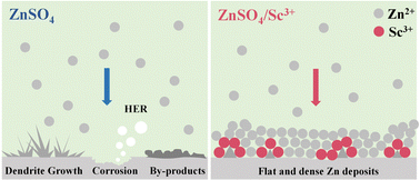 Graphical abstract: Trace Sc3+-electrolyte additive enabling stable Zn metal anodes for aqueous zinc-ion batteries