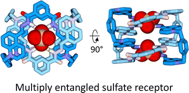 Graphical abstract: Sulfate-induced large amplitude conformational change in a Solomon link