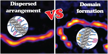 Graphical abstract: Impact of subtle intermolecular interactions on the structure and dynamics of multicomponent supramolecular polymers